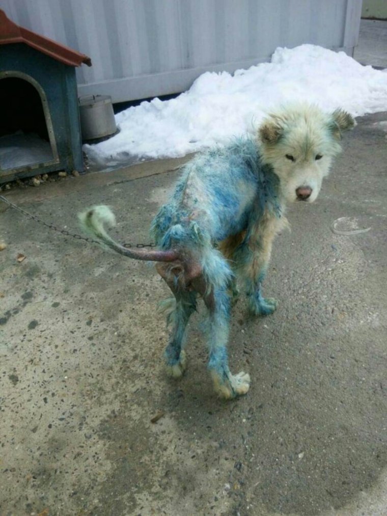 Старая дворняга