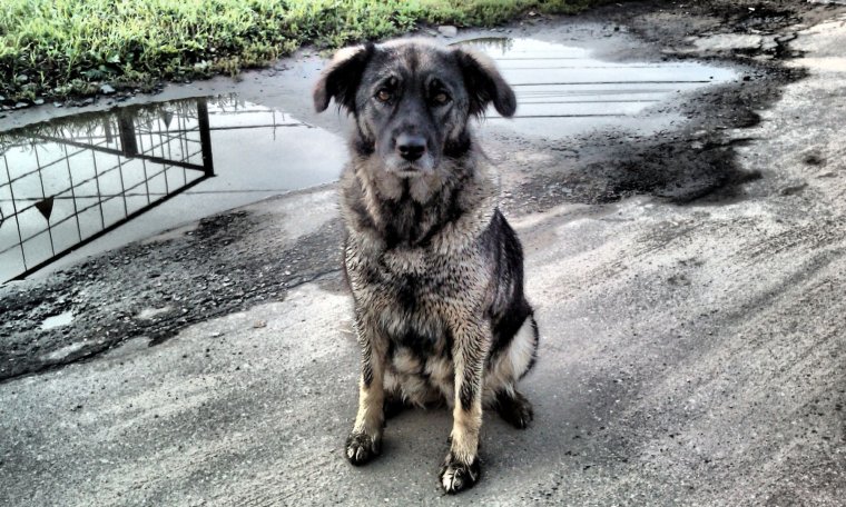 Дворняжка попрошайка