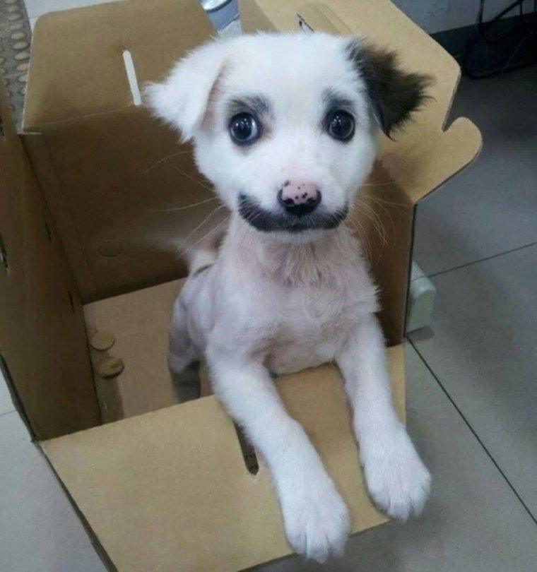 Смешная дворняжка