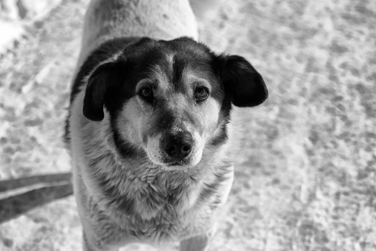 Метис МОПСА И хаски