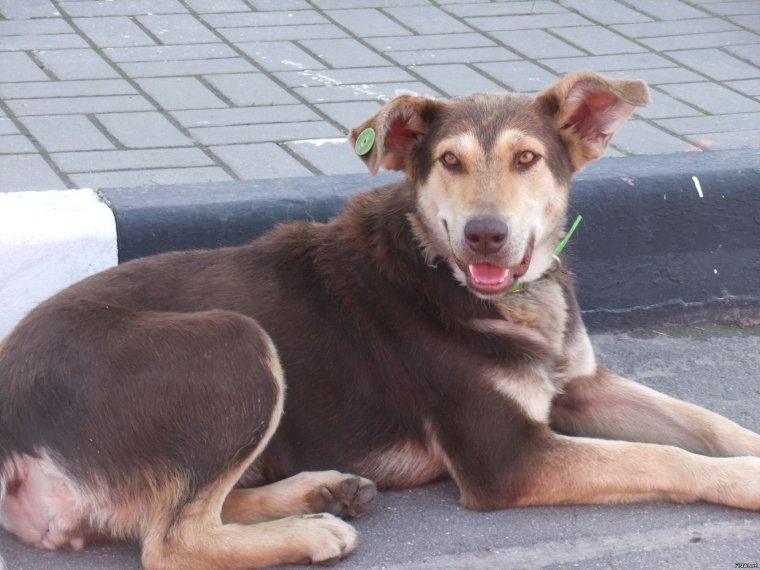 Нелепая дворняжка