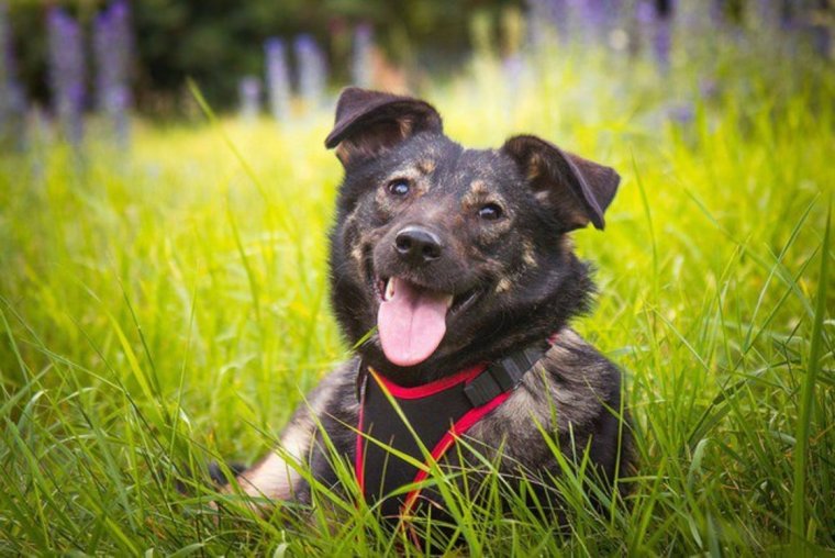 Бездомные собаки