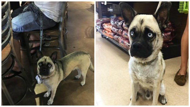 Милые дворняги