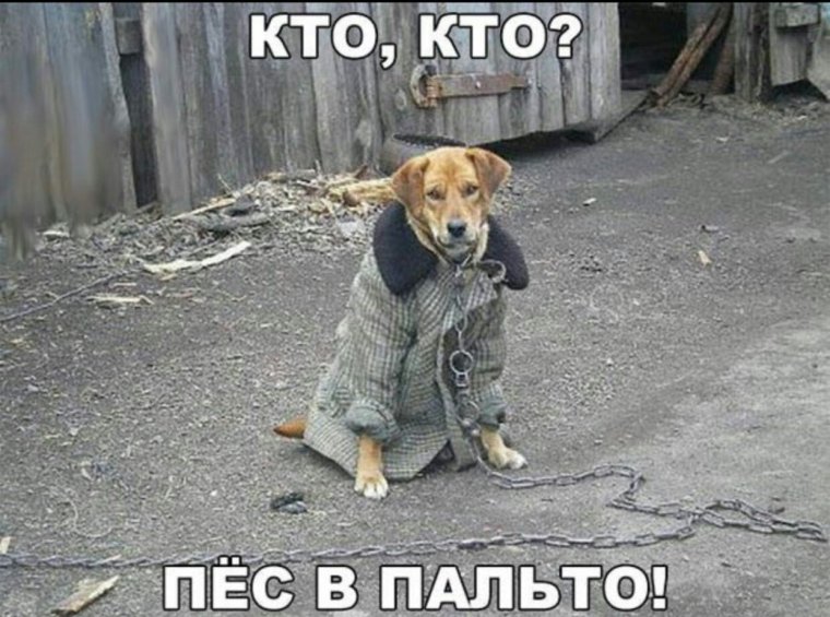 Пес в пальто