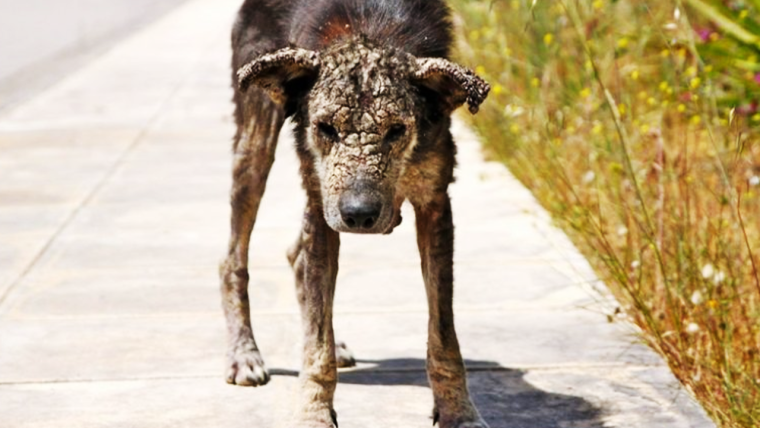 Дворняжка собака маленькая