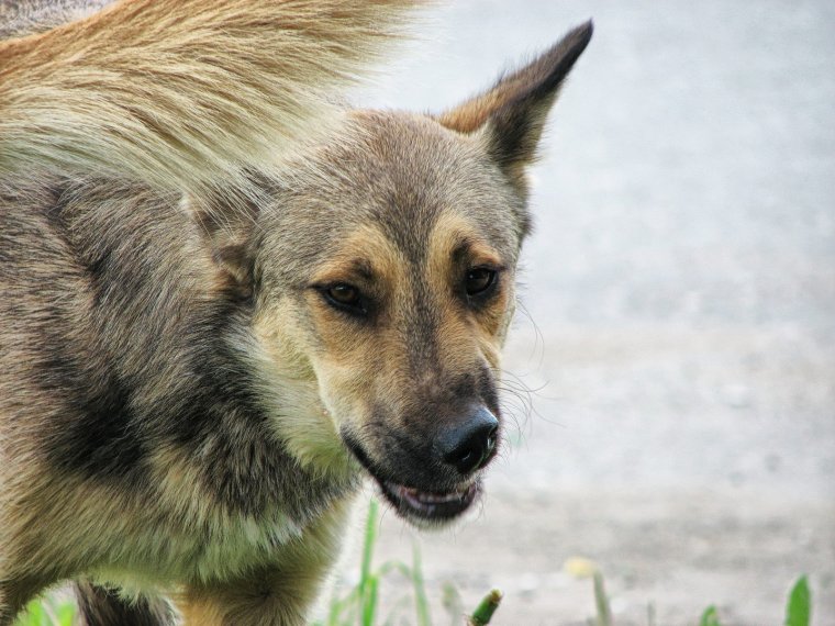 Собака Иржик