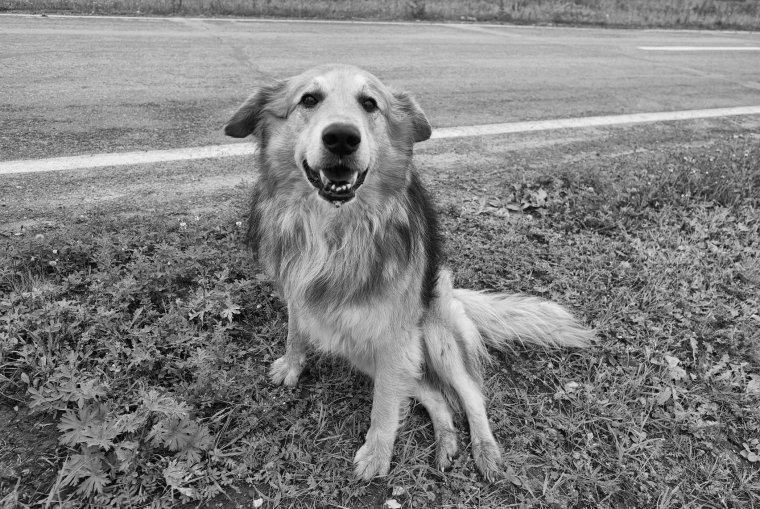 Счастливая дворняжка