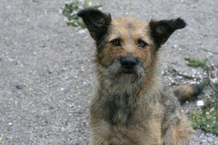 Шавка маленькая собака дворняжка