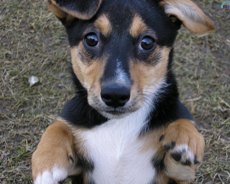 Милые дворняжки