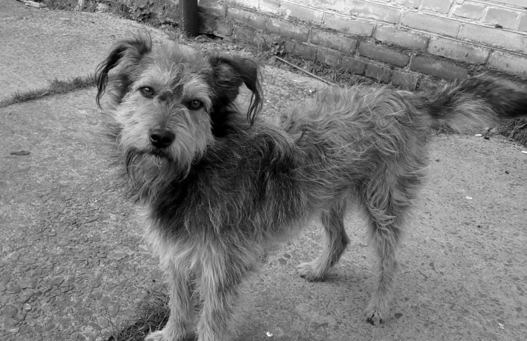 Голландская овчарка Квазимодо