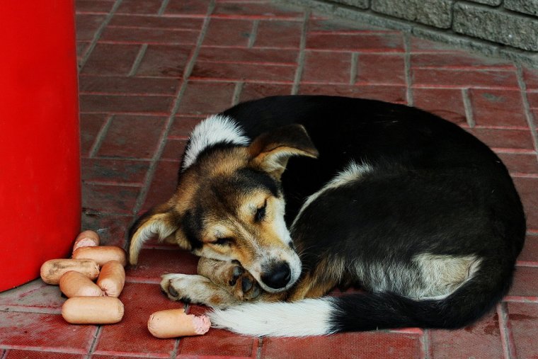 Смешная дворняжка