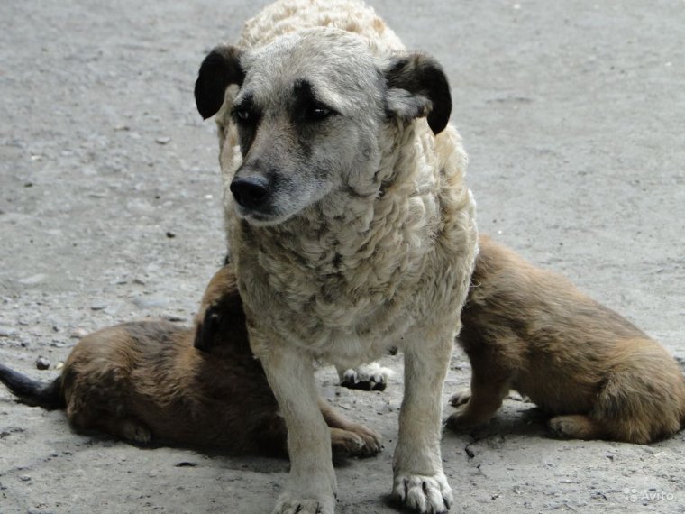 Обои собаки дворняги
