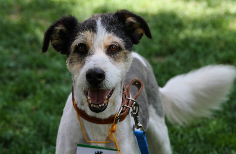 Собака с неловкой улыбкой