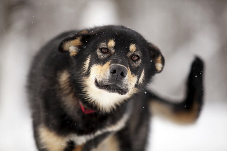 Собака дворняга с овчаркой