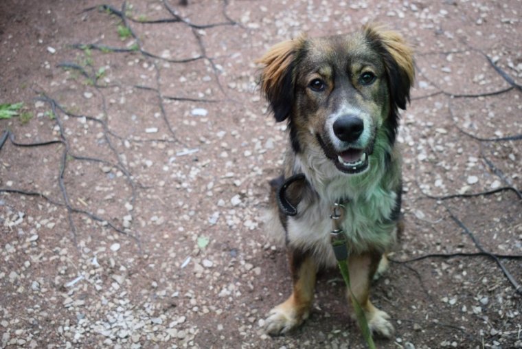 Дворняжка собака Тузик