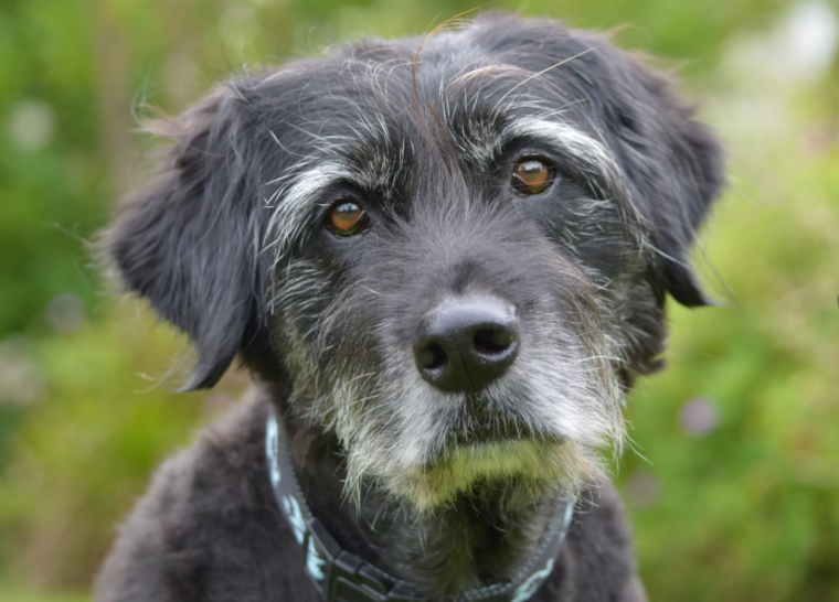 Собака дворняжка рыжая