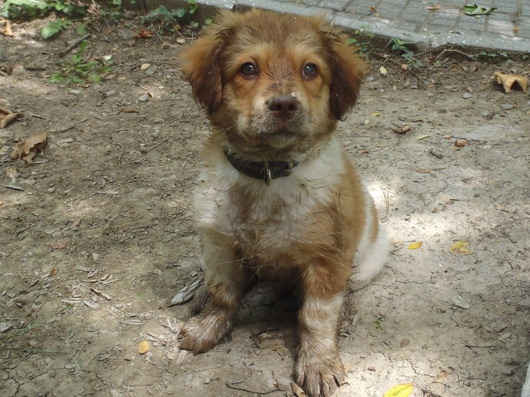 Дворняга собака маленькая