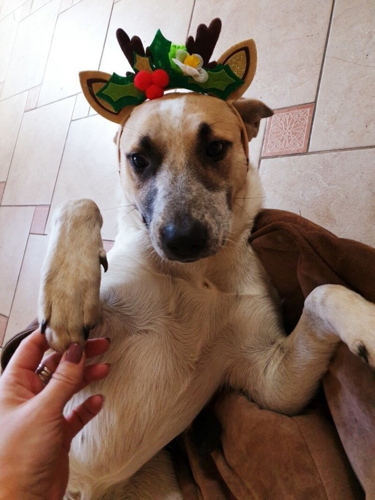 Собака выше Димы