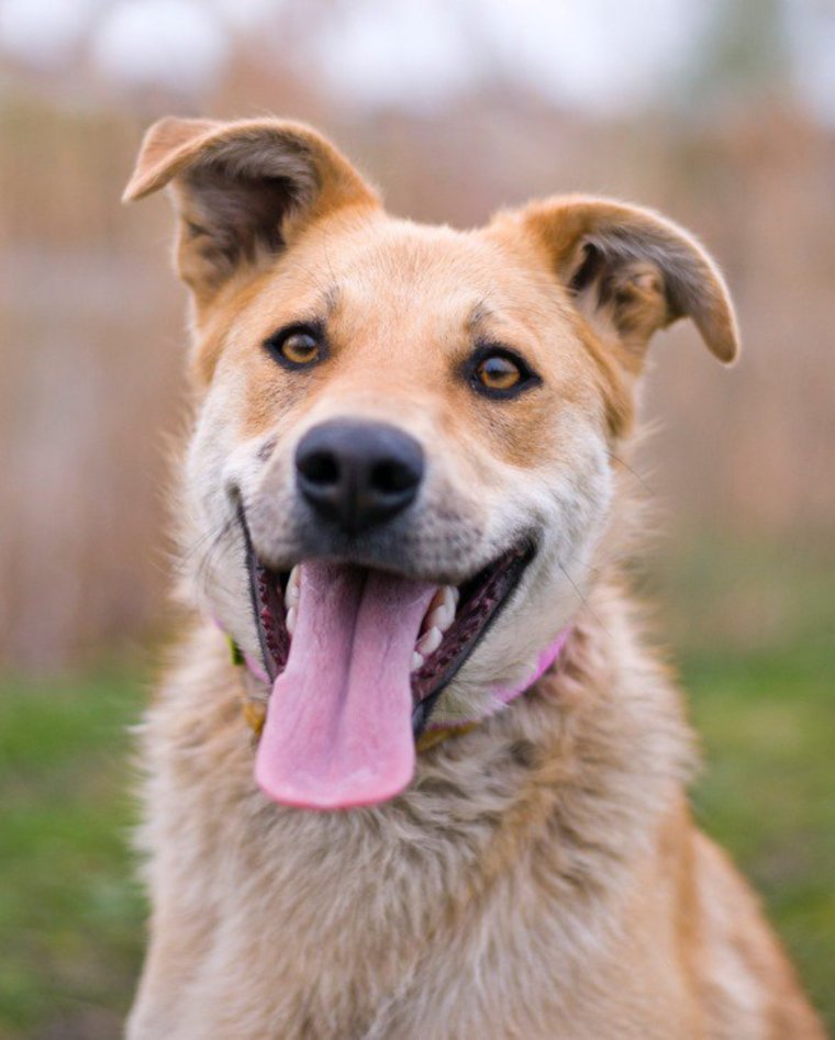 Черная маленькая собачка дворняжка