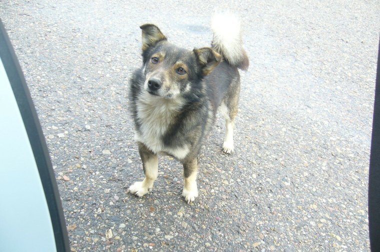 Любовь дворняжек