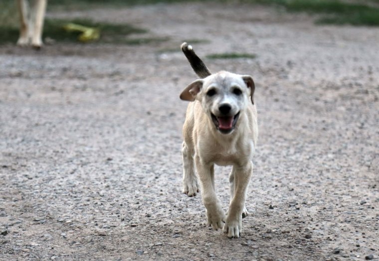 Толстая собака