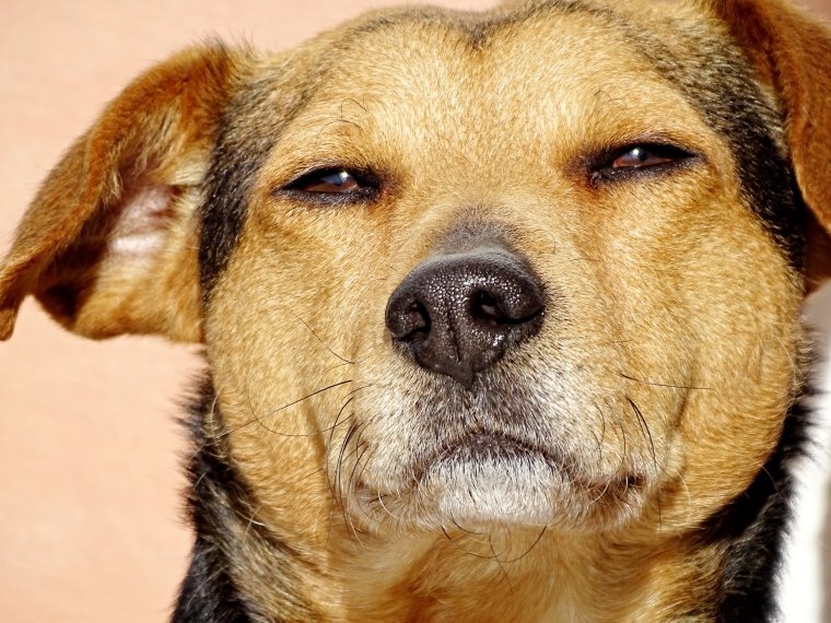 Морда собаки