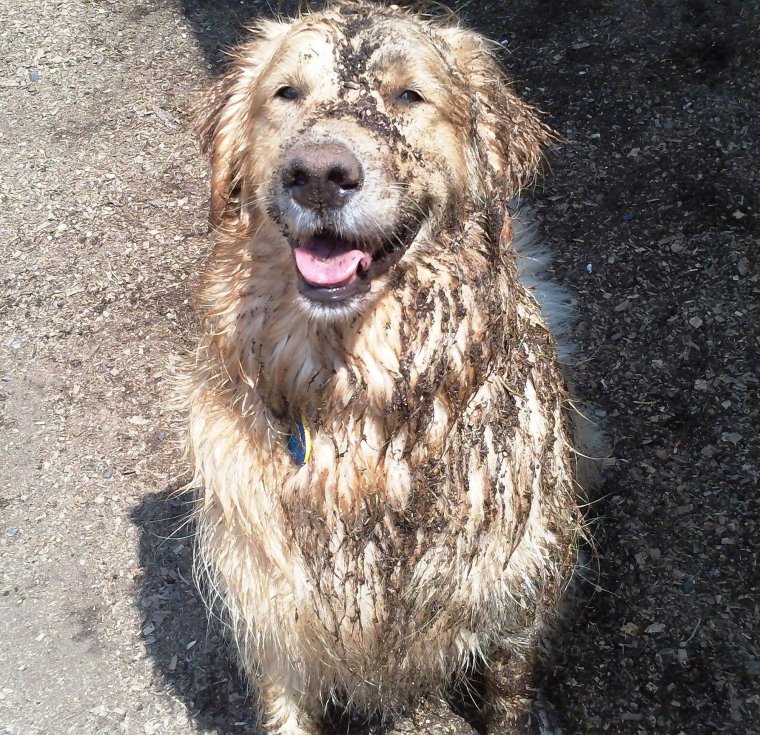 Грязный ретривер