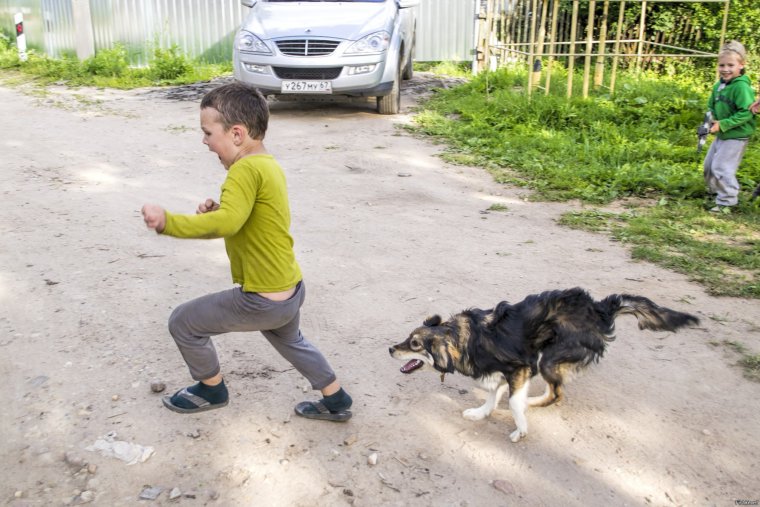 Собака дворняга бежит