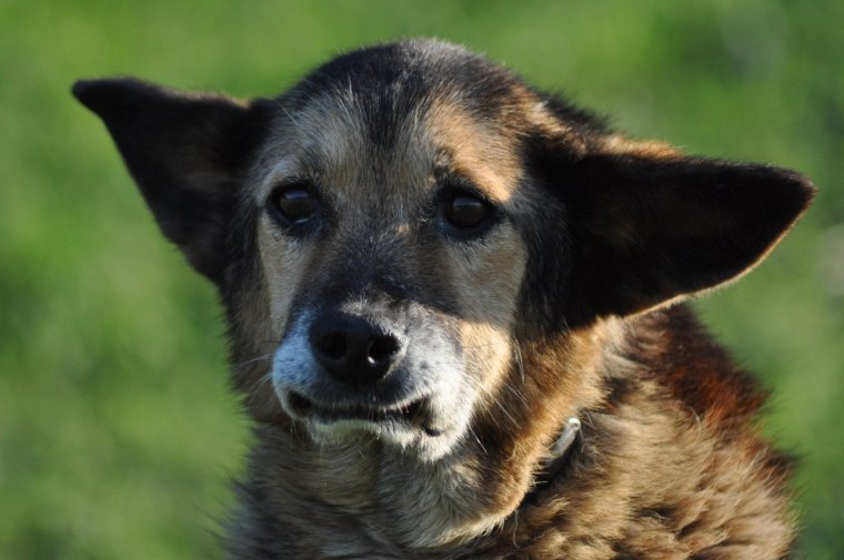 Милая дворняжка