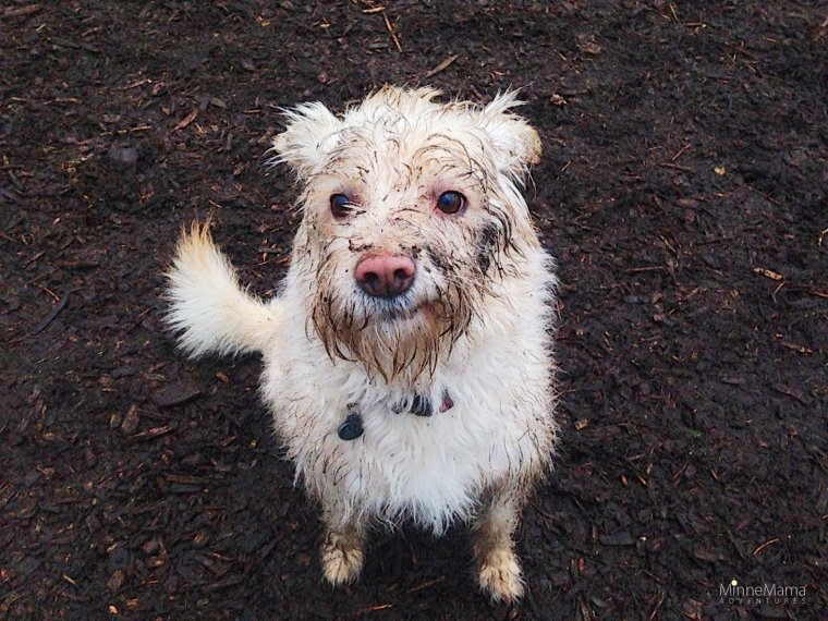 Самые смешные собаки до слёз