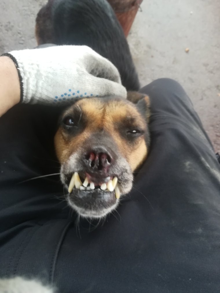 Дружок-пес- дворняга