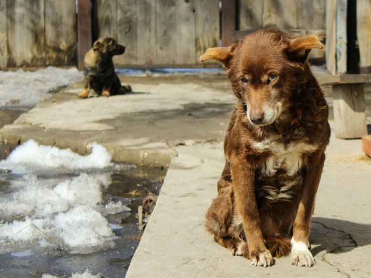 Рыжий щенок дворняги