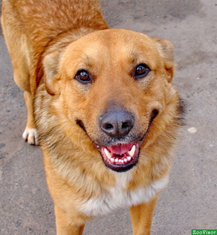 Брошенные животные