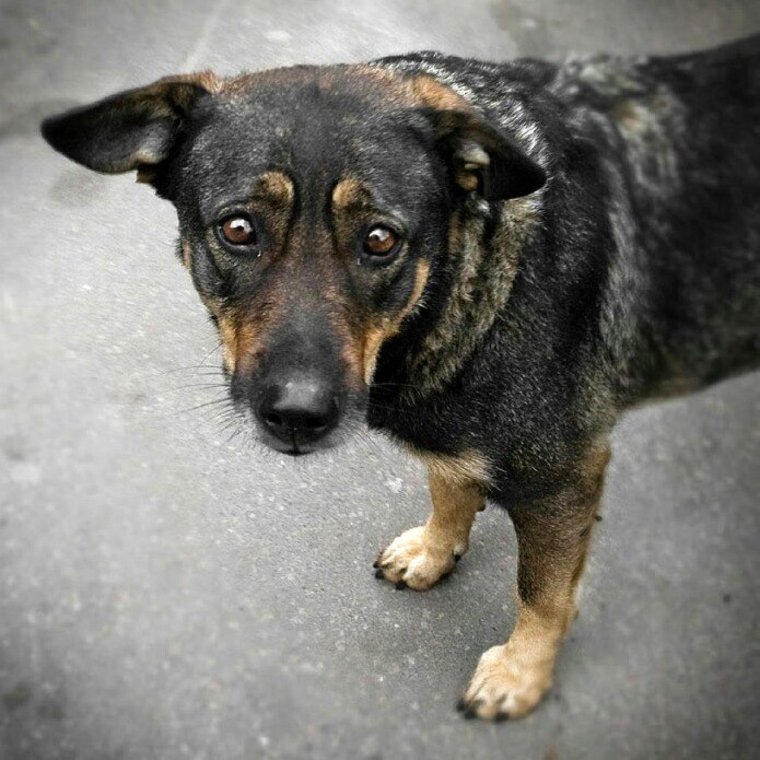 Необычные помеси собак