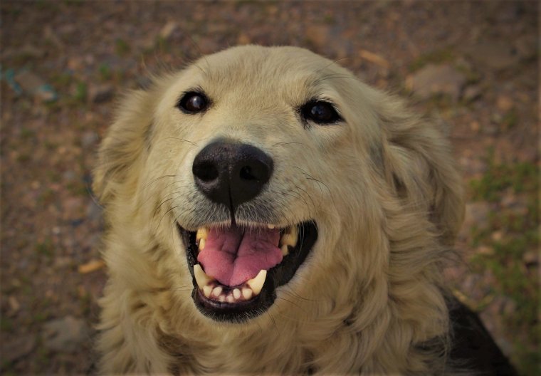 Грязная белая собака