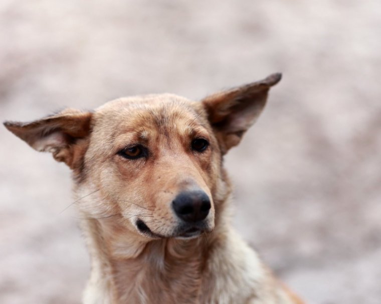 Чивини Туна