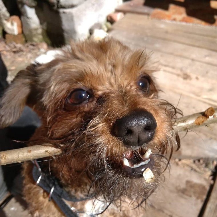 Рыжая Бродячая собака