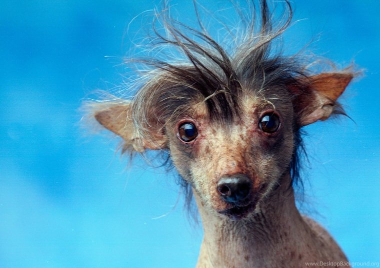 Китайская хохлатая собака урод