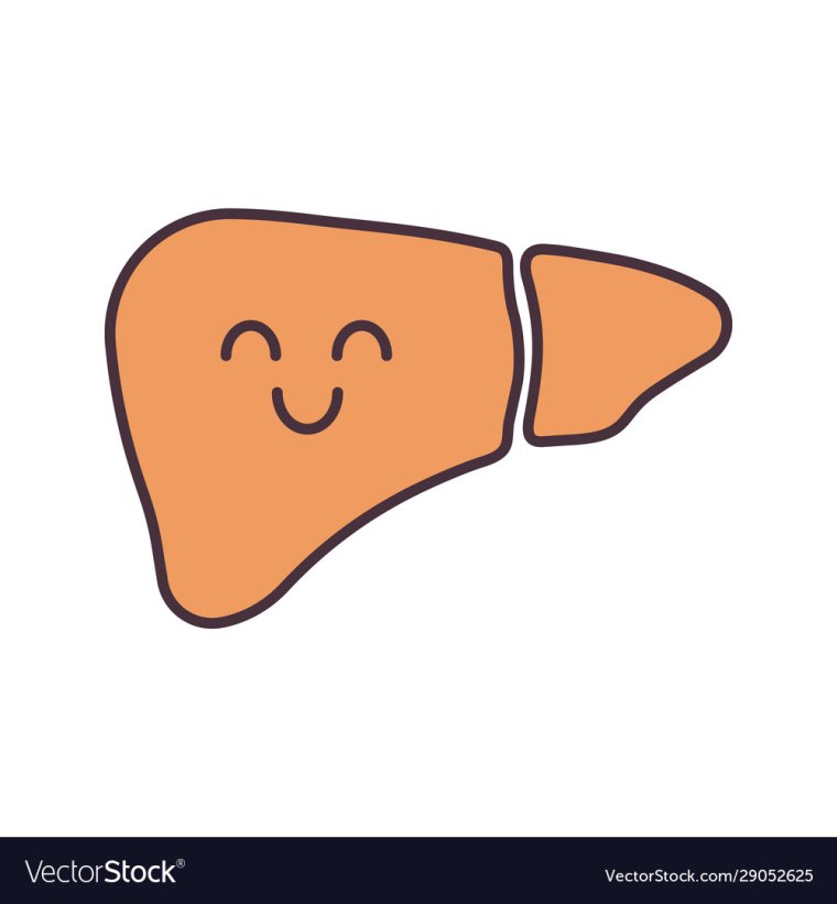 Печень вектор