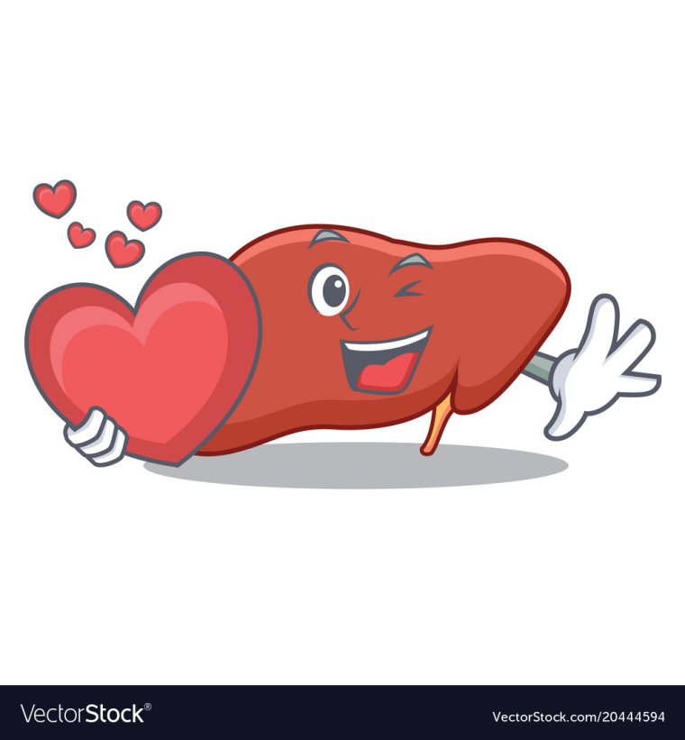 Флэт иллюстрации печень