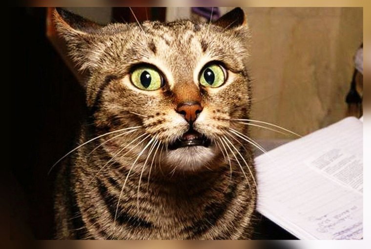 Смешные рожи кошек