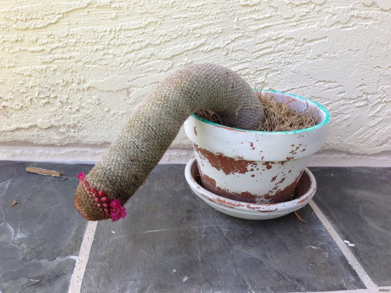 Вялый цветок смешной