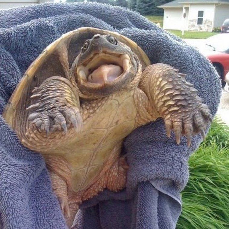 Прикольная пикча