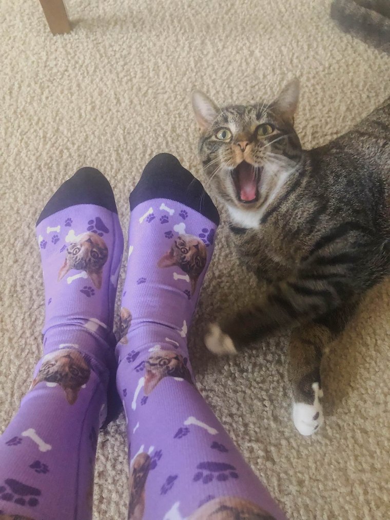 Котик в носках