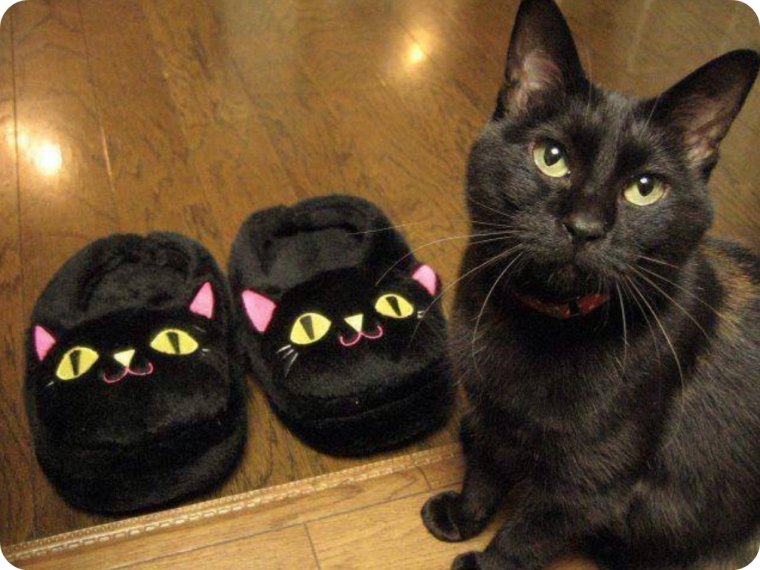 Смешные черные коты