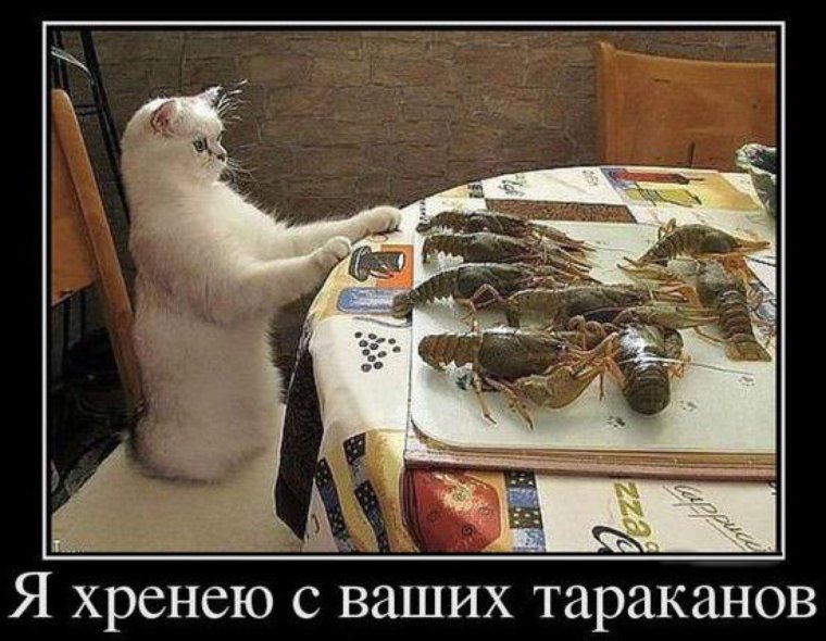 Смешной кот в банке