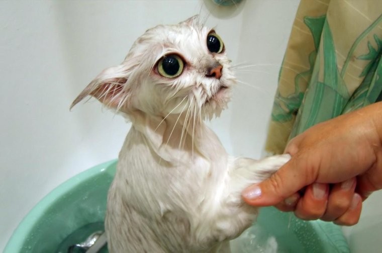 Мытье кота