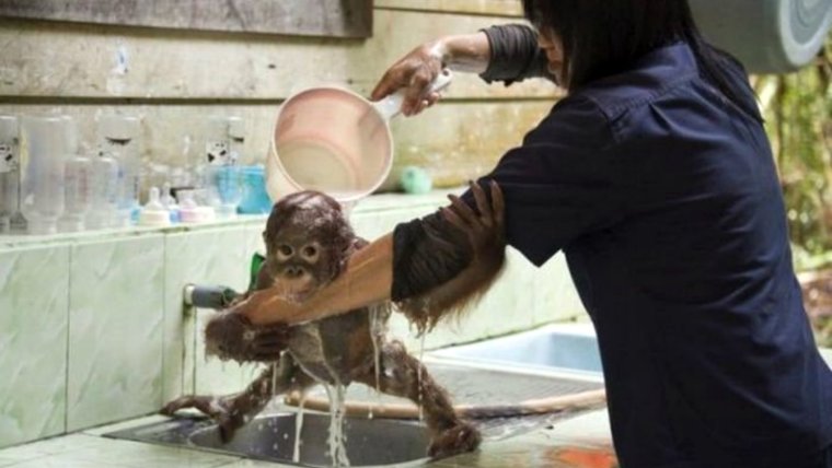 Маленькая обезьянка моется