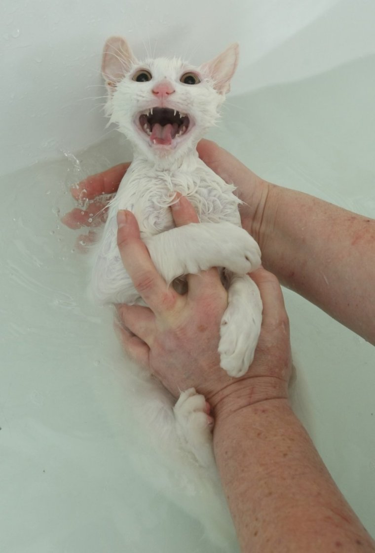 Смешной помытый кот