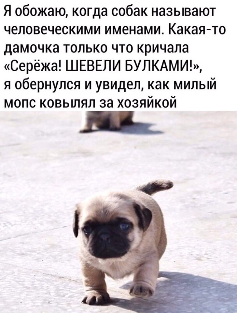 Собаки с человеческими именами прикол